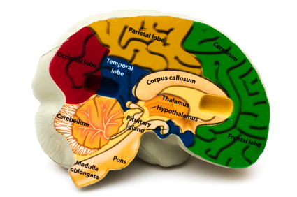Model of the human brain with the location of the hypothalamus and pituitary gland