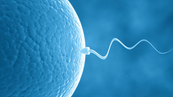 Image of a sperm and egg