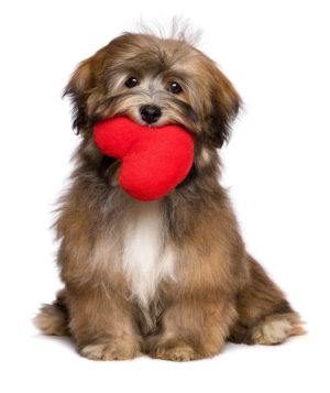 Puppy holding a heart looking for attention. Image by © Mdorottya | Dreamstime.com