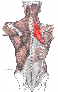 Rhomboids muscles in the back, By Mikael Häggström, used with permission. - Image:Gray409.png